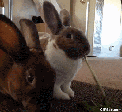 Кролики гифки