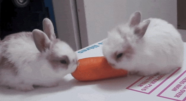 Кролики гифки