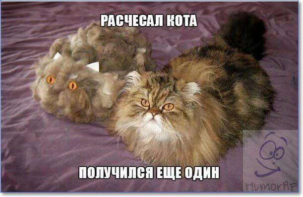 Смешные кошки и коты фото с надписями