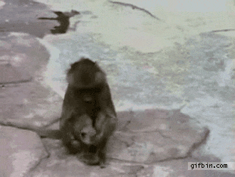 Гифки обезьяны