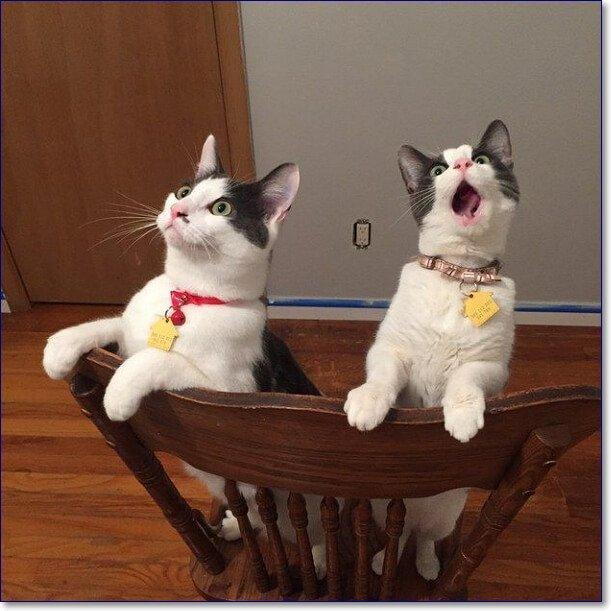 смешные кошки фото
