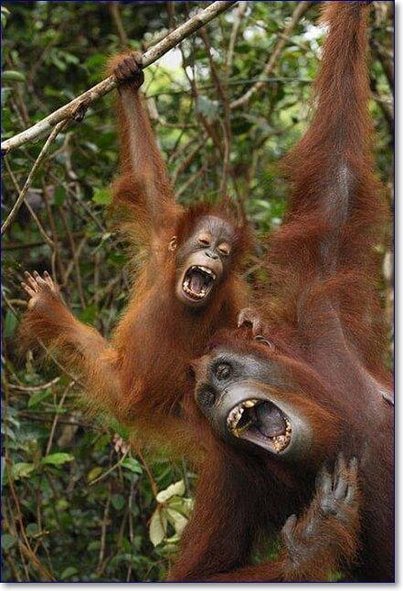 Смешные фото животных новые очень смешные