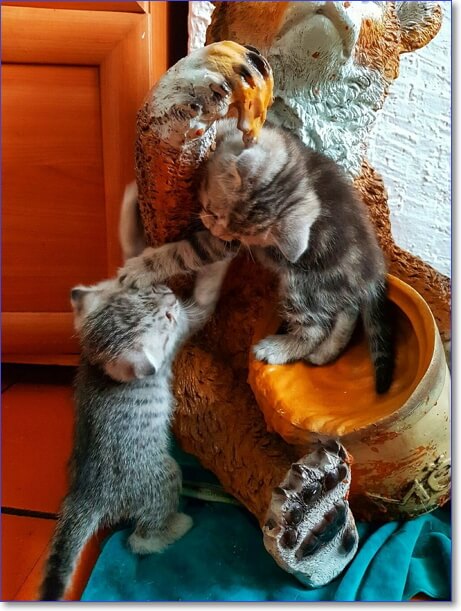 Фото котят милых и пушистых и смешных