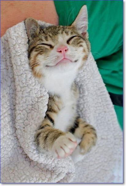 Фото котят милых и пушистых и смешных