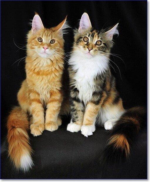 Фото кошек и котят разных пород прикольные