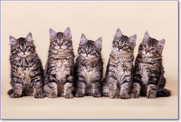 Фото кошек и котят разных пород прикольные