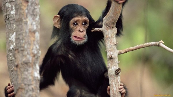 Фото обезьяны смешные