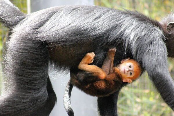 Фото обезьяны смешные