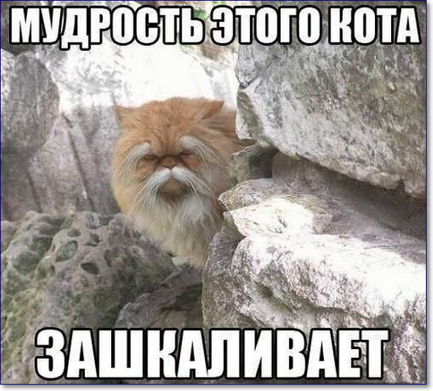 Смешные Фото Животных С Надписями На Русском