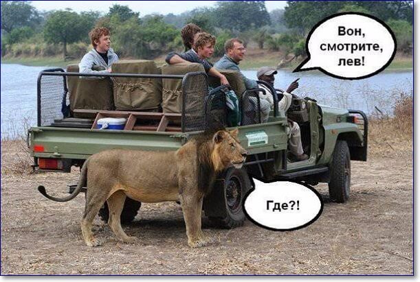 Смешные Фото Животных С Надписями На Русском