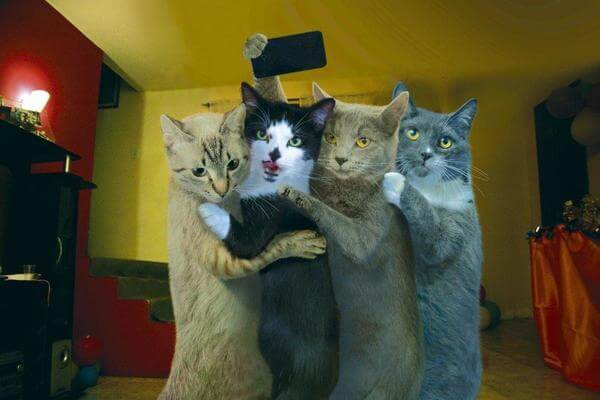 Фото приколы с котами