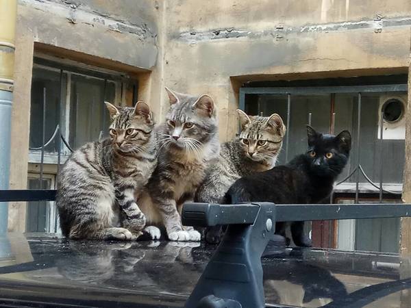Фото приколы с котами