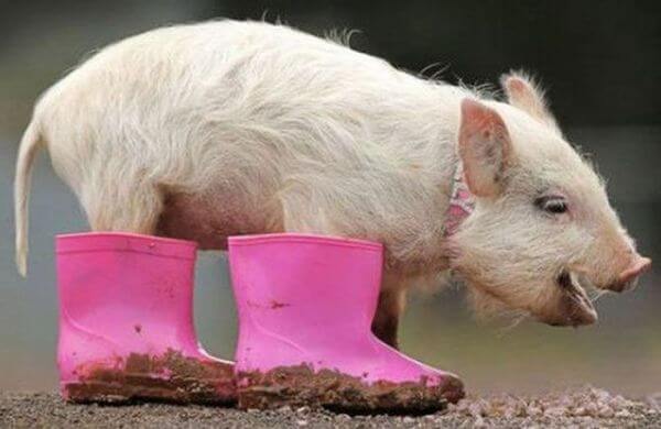 Фото свиней прикольные