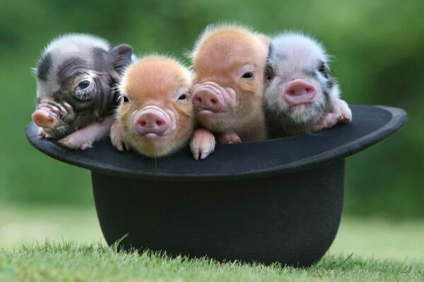Фото свиней прикольные