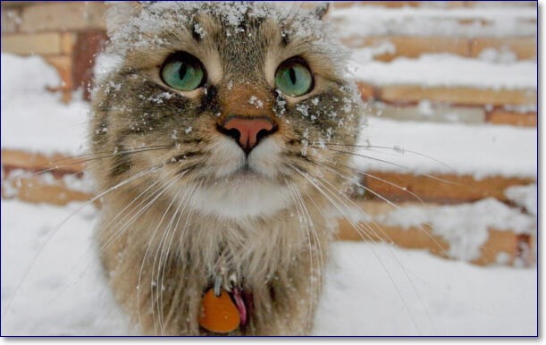 Смешные фото котов зимой