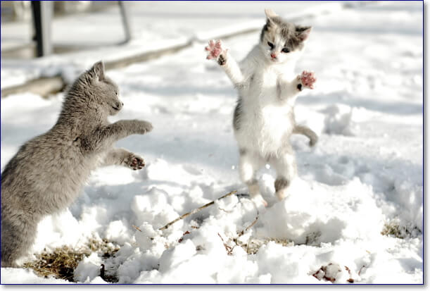 Смешные фото котов зимой