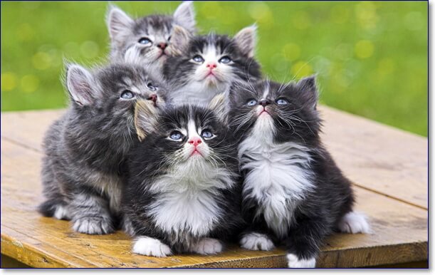 Фото смешных котят