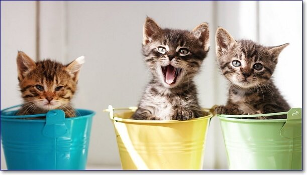 Фото смешных котят