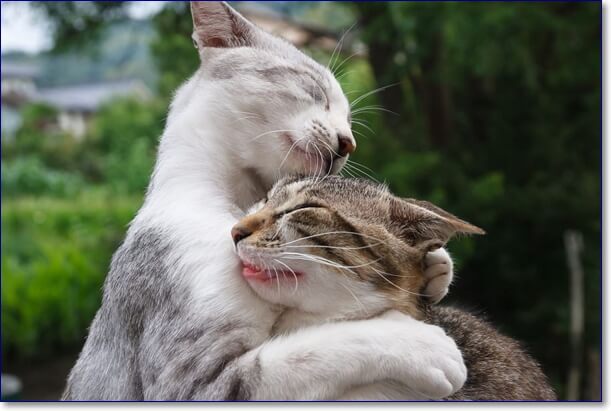 Фото смешных котов смех до слез