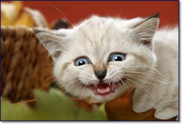 Самые смешные картинки котов до слез
