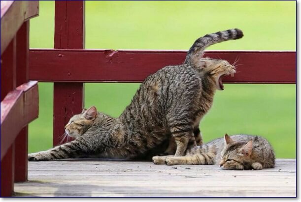 Фото смешных котов смех до слез