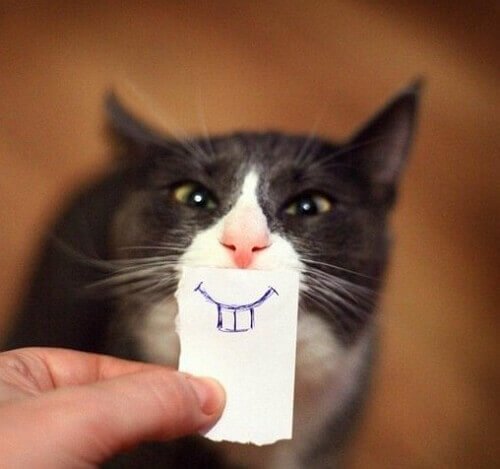 Картинки смешные с котами для настроения