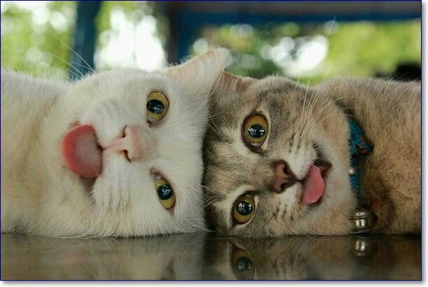 Самые смешные кошки в мире фото