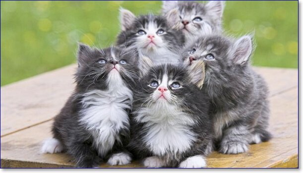 Самые смешные кошки в мире фото