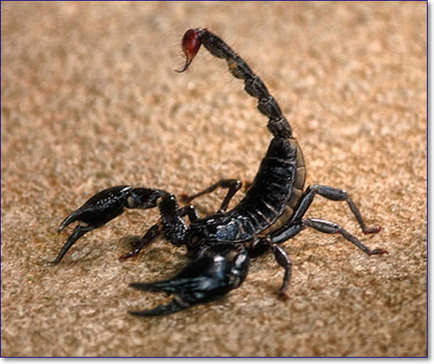 Скорпион прикольные фото