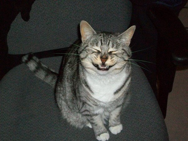 Смешные фото котов с надписями до слез