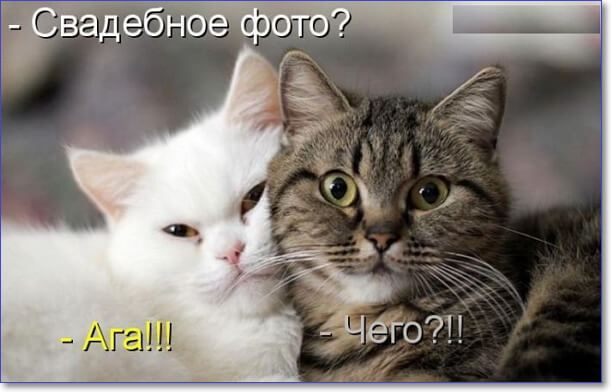 Фото котиков смешных и няшных