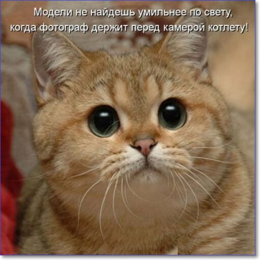Фото котиков смешных и няшных