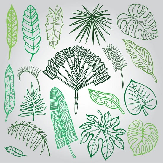 Рисунки для срисовки экзотических листьев