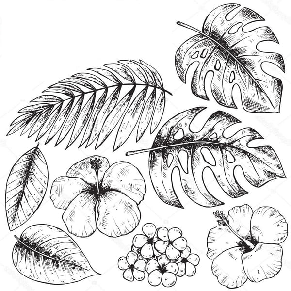 Рисунки для срисовки экзотических листьев - (33 картинки)