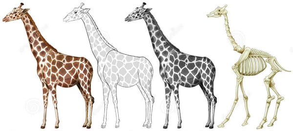 Рисунки для срисовки жираф
