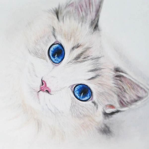 Рисунки котиков милых и няшных для срисовки