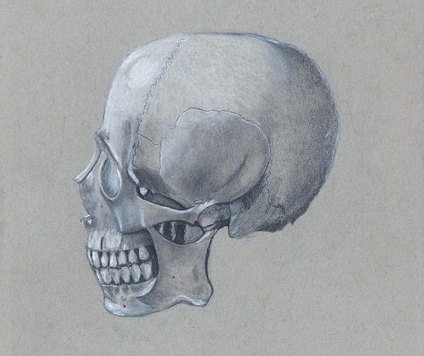 Рисунки черепа карандашом для начинающих